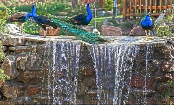 باغ پرندگان تهران، بزرگترین باغ کشور/ گونه های گیاهی این باغ، پیرو جنگل لویزان
