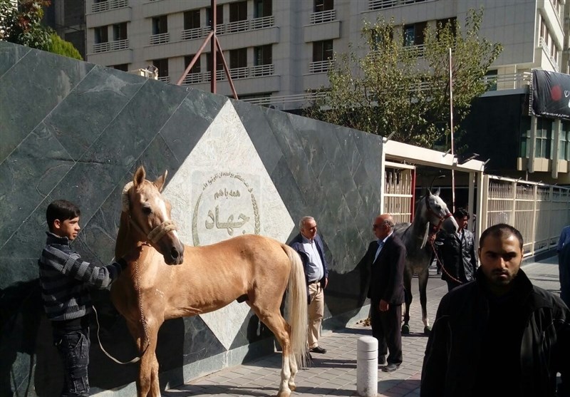 رژه اعتراضی اسب‌های ترکمن در خیابان طالقانی تهران + عکس