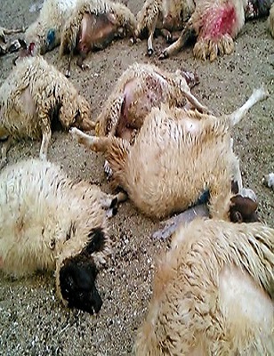 80 رأس گوسفند در ورامین تلف شد /  دامداری این دام ها پروانه نداشت