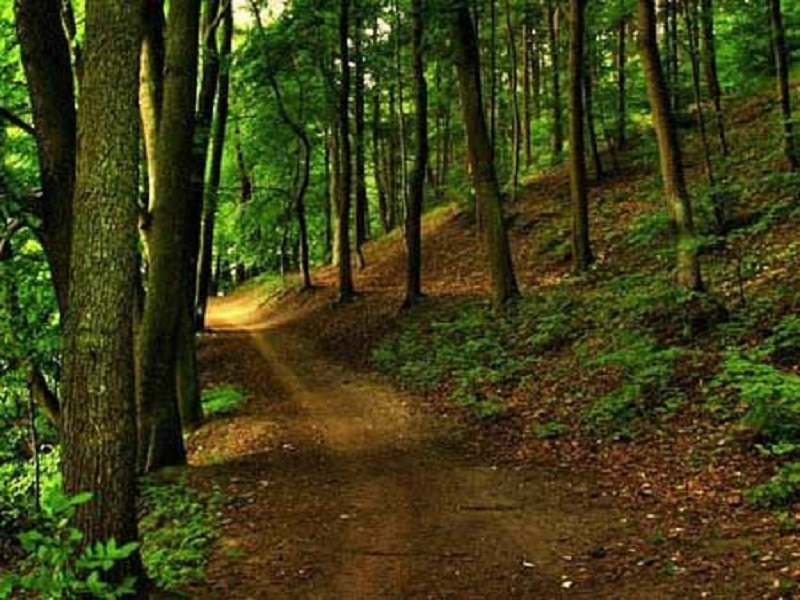 همگی باید برای هوای پاک تلاش کنیم/ جنگلکاری اقدامی جهت حفظ هوای پاک