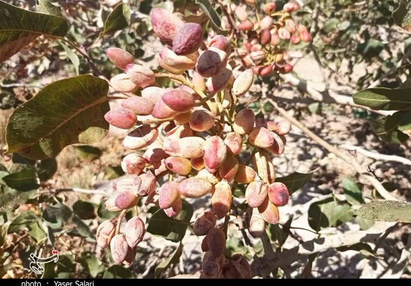 ساماندهی &zwnj;بزرگ&zwnj;ترین رویشگاه&zwnj;&zwnj; طبیعی پسته &zwnj;در گلستان&zwnj;