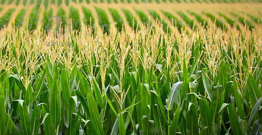 کرمانشاه دارای رتبه سوم تولید ذرت در سطح کشور است