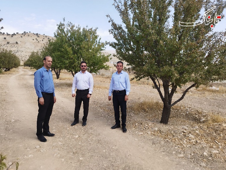 ملکشاهی در مسیر تبدیل شدن به قطب تولید بادام استان ایلام ملکشاهی در مسیر تبدیل شدن به قطب تولید بادام استان ایلام