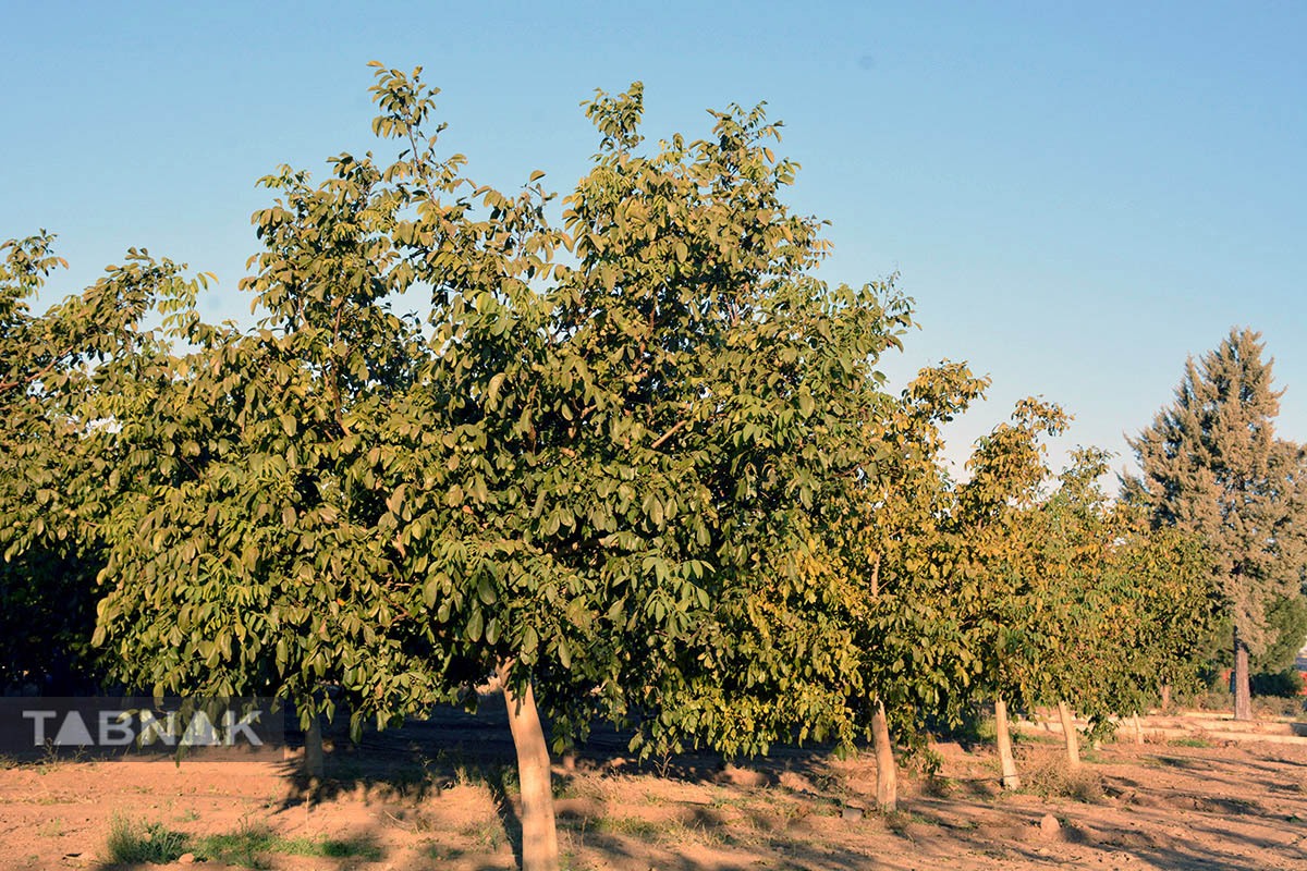برداشت گردو اصلاح شده با دستگاه مکانیزه برداشت گردو اصلاح شده با دستگاه مکانیزه