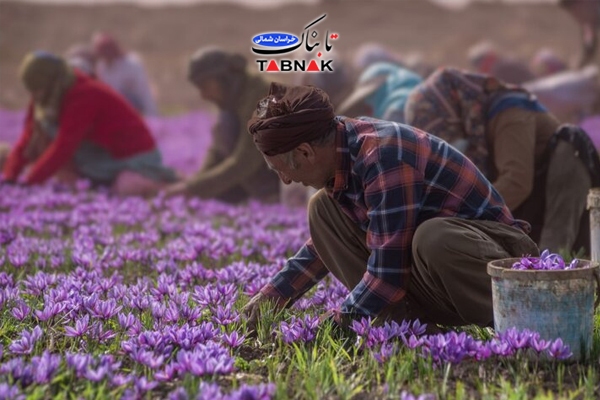 جشنواره زعفران فاروج فرصتی برای هم‌افزایی کشاورزان و فعالان اقتصادی/زعفران خراسان شمالی؛ نماد تلاش کشاورزان و محور توسعه اقتصادی استان است