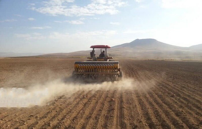 تحقق ۸۴ درصدی برنامه کشت غلات در اراضی زراعی استان قزوین تحقق ۸۴ درصدی برنامه کشت غلات در اراضی زراعی استان قزوین