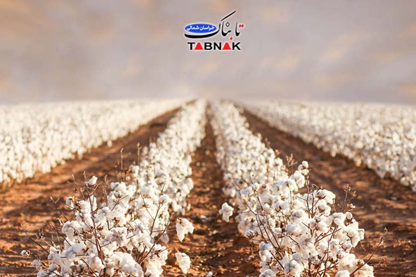 رشد چشمگیر کشت پنبه در خراسان شمالی/پیش‌بینی تولید ۲۰ هزار تن و برنامه توسعه تا ۱۰ هزار هکتار