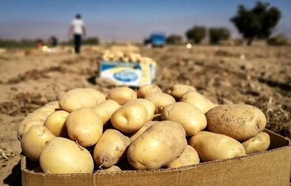 برداشت بیش از ۲۴۶ هزار تن سیبزمینی در لرستان برداشت بیش از ۲۴۶ هزار تن سیبزمینی در لرستان
